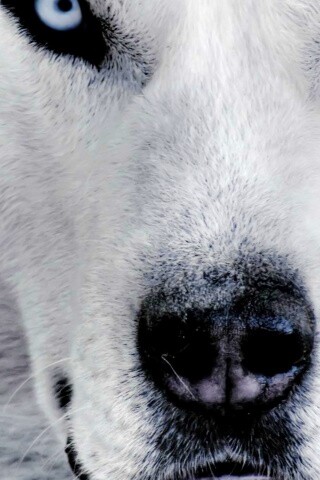 Сибирский хаски обои