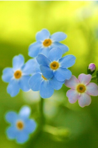 Обои цветов обои