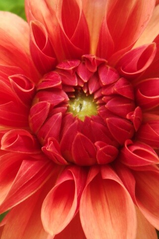 Аленький цветочек обои