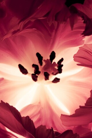 Пылающий цветок обои