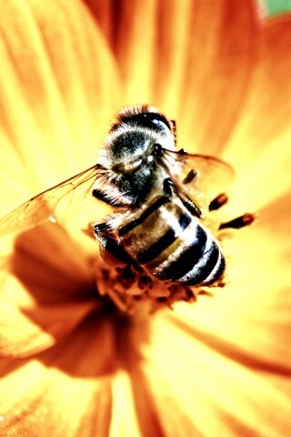 Пчела на цветке обои