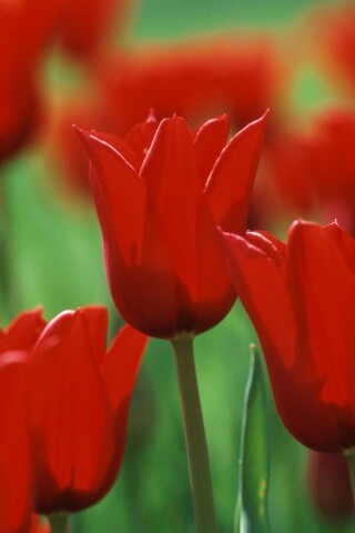 Красные цветы обои