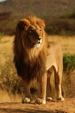 Царь зверей обои
