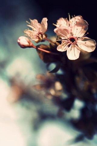 Цветок вишни обои