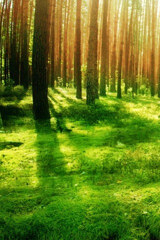 Солнечный лес обои