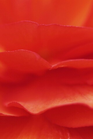 Лепестки красного цветка обои