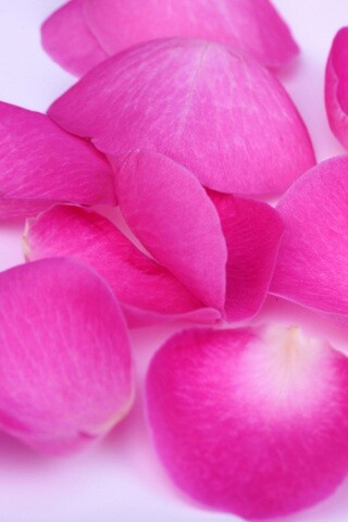 Лепестки розы обои