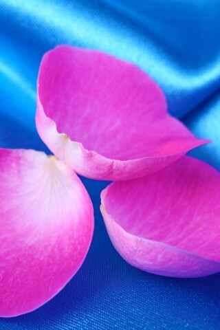 Лепестки розы на голубой ткани обои