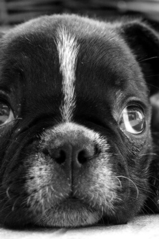 Грустный пёсик обои