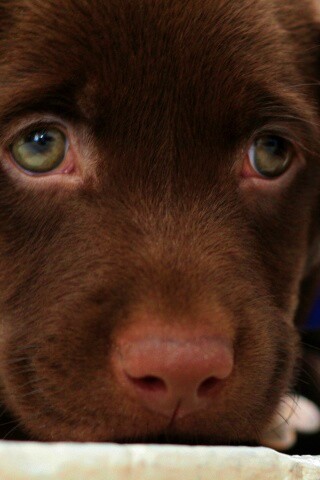 Пушистый шоколадка обои