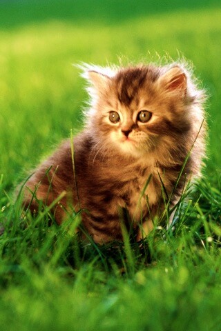 Пушистый котенок в траве обои