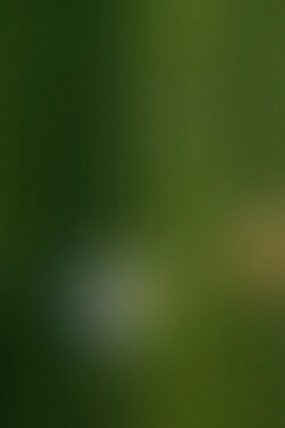 Заросли Бамбука обои