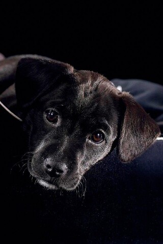 Собачка в сумке обои