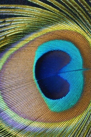 Перо павлина обои
