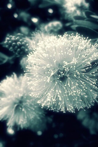 Сказочный цветок обои