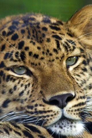 Злопасный ягуляр обои