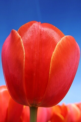 Тюльпан обои