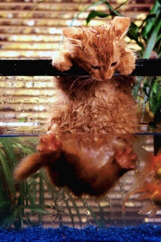 Мокрая киска обои