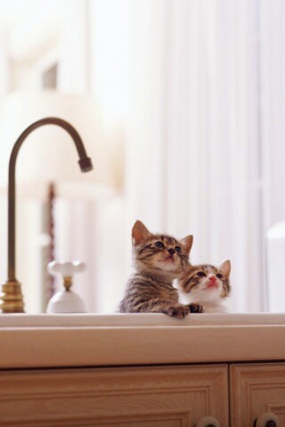 Два котенка обои