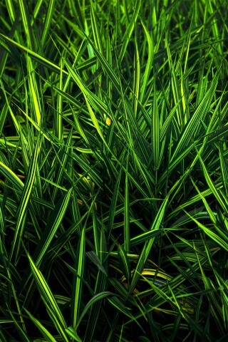 Дикая трава обои