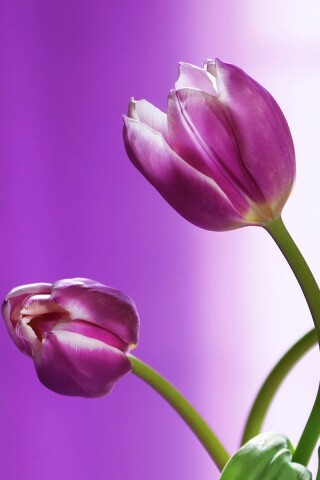 Сиреневые цветы обои