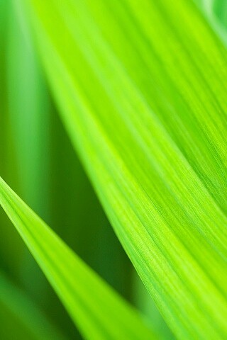 Идеальный кусочек зелени обои