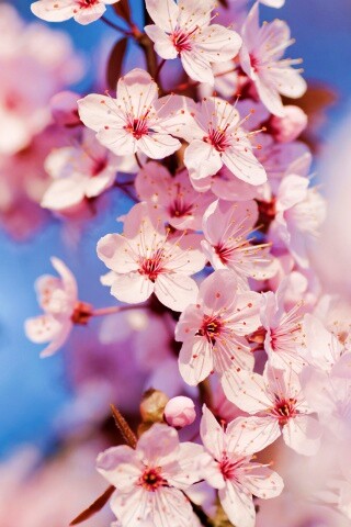 Цветение вишни обои