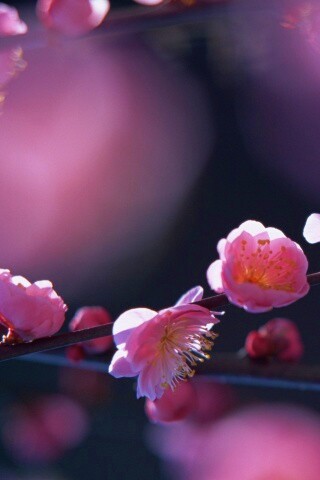 Цветущая вишня обои