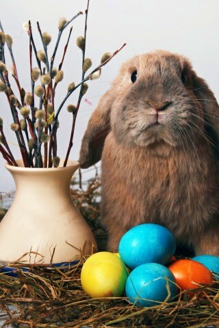 Пасхальный кролик обои