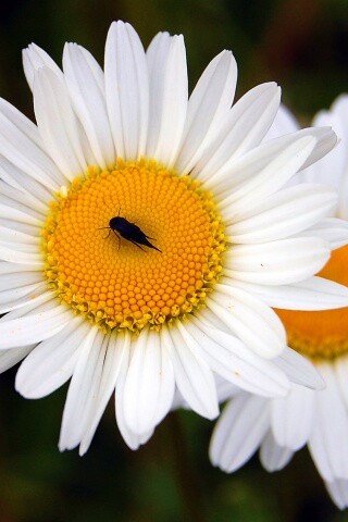 Ромашки обои