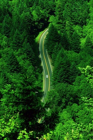 Лесная трасса обои