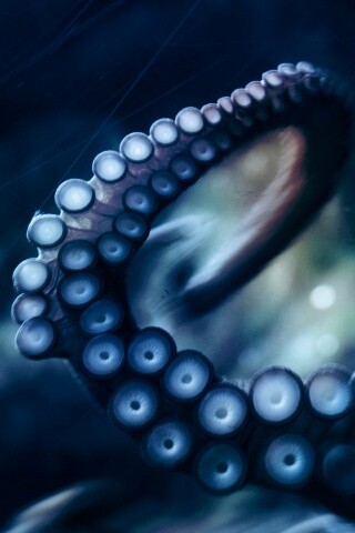 Щупальце обои