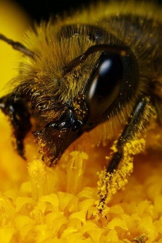 Пчела крупным планом обои