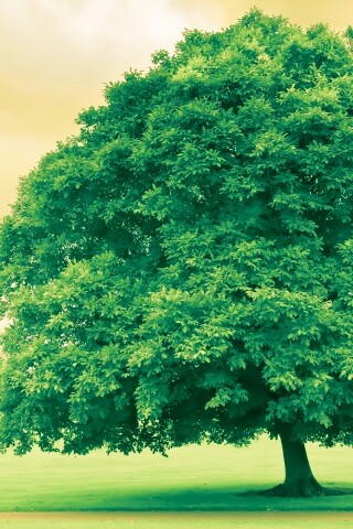 Зеленое ирландское дерево обои