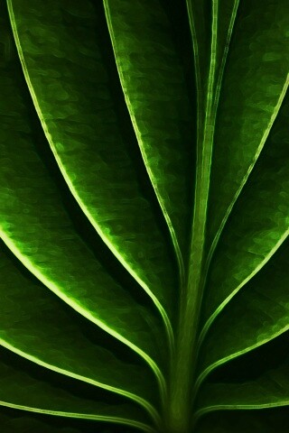 Неоновый лист обои