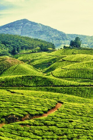 Плантации в Индии обои
