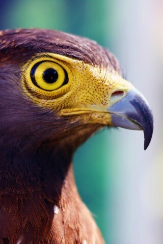 Взгляд орла обои