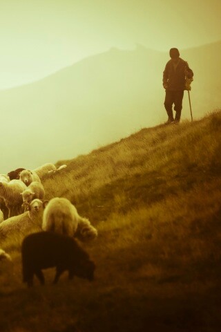 Пастух и стадо обои