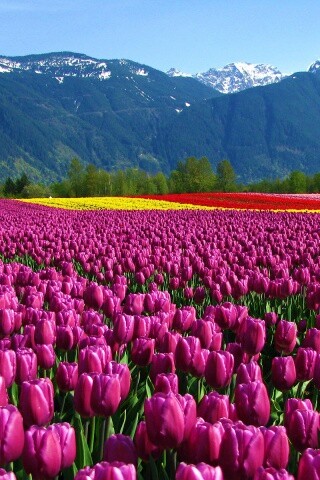 Поле тюльпанов обои