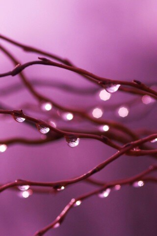 Капли на ветке обои