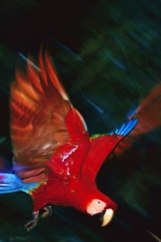 Рисованный ара обои