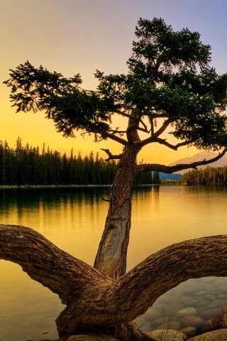 Дерево у горного озера обои