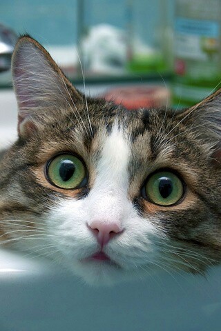 Кошак выглядывает из раковины обои