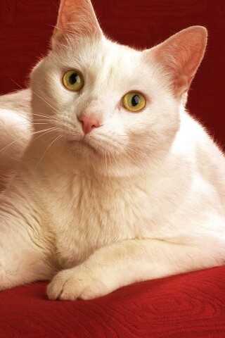 Белой кот на красном диване обои