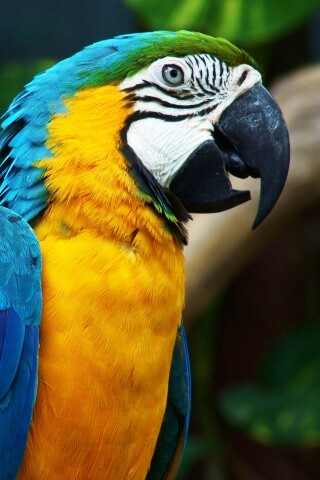 Разноцветынй попугай обои