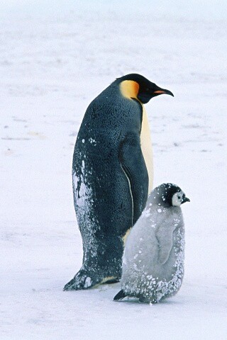 Пингвин с птенцом обои