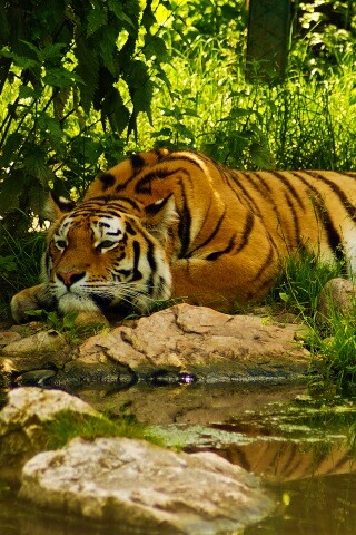 Тигр отдыхает обои