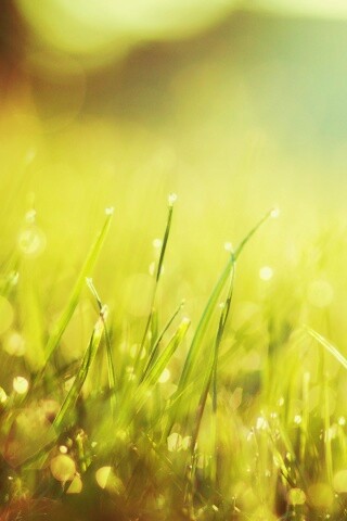 Красивая сочная трава обои