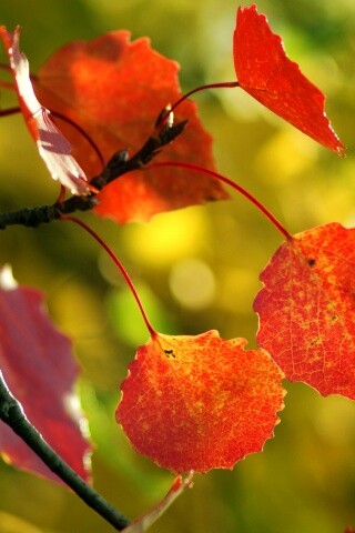 Красные листья обои