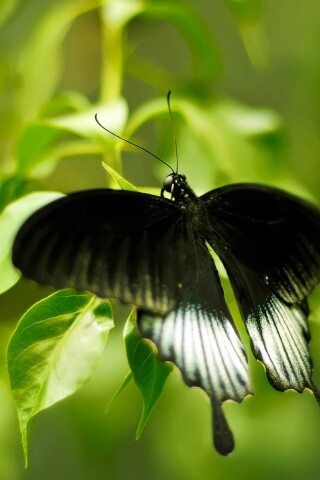 Бабочка с чёрно-белыми крыльями обои